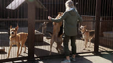 Собачье дело