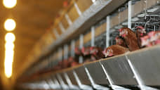 «Русское поле» привлекает нижегородских фермеров к производству мяса птицы