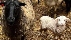 Спикер нижегородского парламента передал военным 20 баранов и овец