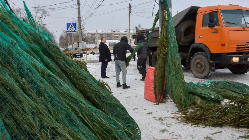 Изъятые у нелегальных торговцев елки вернут им после решения суда –  Коммерсантъ Нижний Новгород