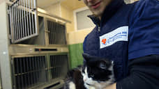 Пожар произошел в нижегородском приюте для животных «Сострадание-НН»