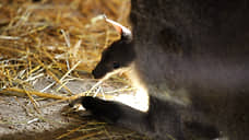 Три кенгуренка родились в нижегородском зоопарке «Лимпопо»