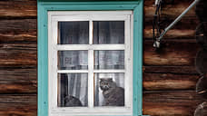 Нижегородцы предпочитают держать дома кошек