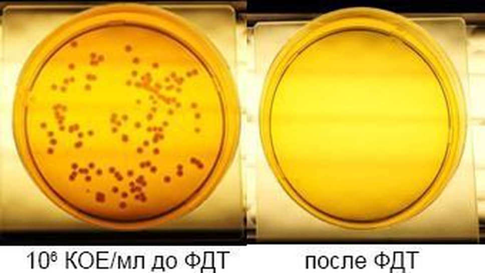 Снижение числа микроорганизмов в образце после фотодинамической терапии (ФДТ)