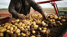 Нижегородская область в семь раз увеличила экспорт семенного картофеля