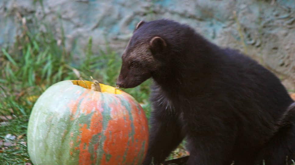 Росомаха и тыква