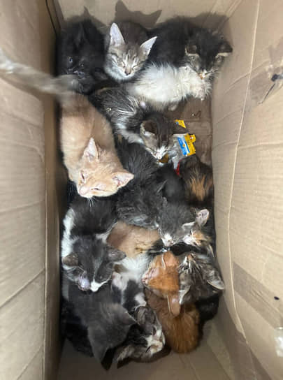 Котята, которых зооволонтеры забрали из квартиры на улице Сусловой в Нижнем Новгороде