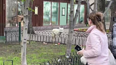 Волк сбежал из вольера в нижегородском зоопарке «Лимпопо»