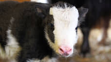 Як появился на свет в нижегородском зоопарке «Лимпопо»