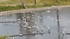 Нижегородской мэрии внесли представление за загрязнение Волги станцией аэрации