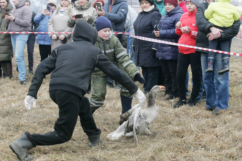 Гусиные бои – неплохая тренировка и для заводчиков