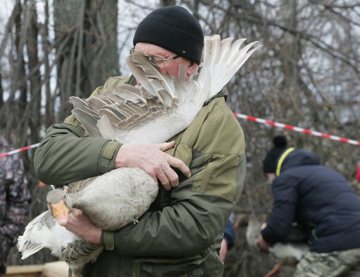 Традиционные гусиные бои, ежегодно проходящие в Павлово, на этот раз оказались вне закона, и тайно от зоозащитников состоялись в одном из сел