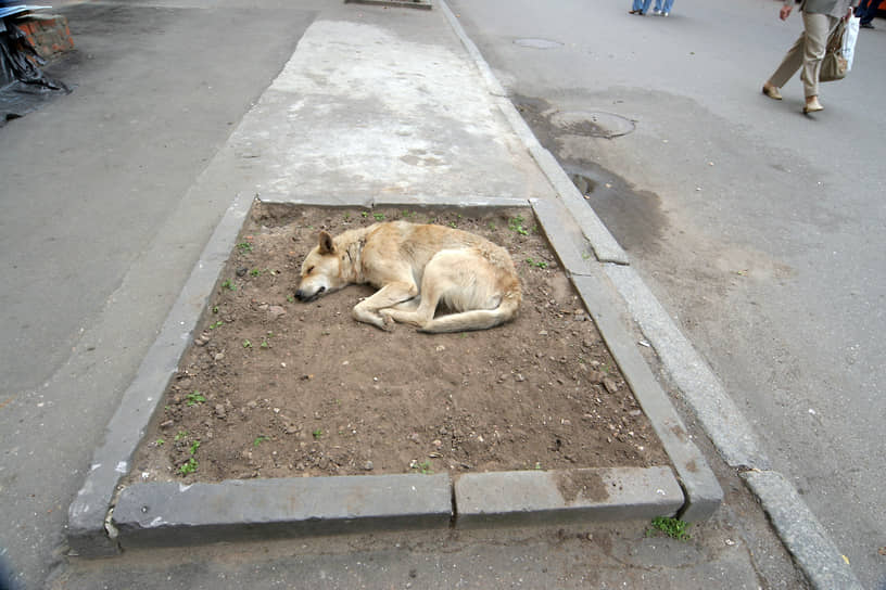 Большинство из нас привыкло не замечать на улицах бездомных животных