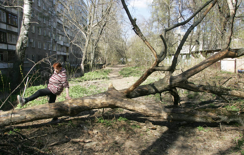 Пенсионерка с собакой перелезает через дерево, упавшее возле детского сада после ледяного дождя в ноябре 2022 года