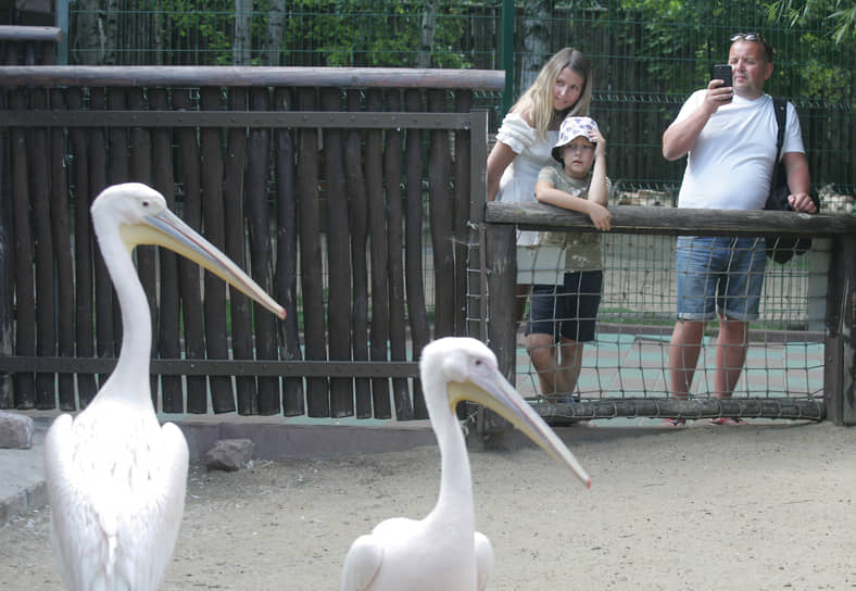 Посетители зоопарка фотографируют пеликанов