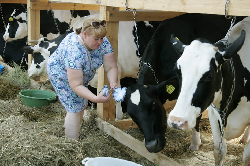 Доярка надевает корове украшения во время сельскохозяйственной ярмарки
