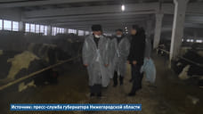 Объем финансовой поддержки животноводческих хозяйств Нижегородской области вырастет на 8,5% в 2021 году