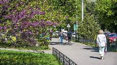 В Новороссийске до конца года высадят девять тысяч деревьев