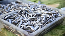 Новороссийск установил рекорд по вылову рыбы и увеличил экспорт почти вдвое