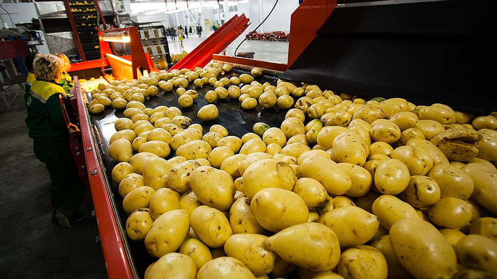 Картофель, ненашедший своего покупателя, станет сырьем для производства ксантана