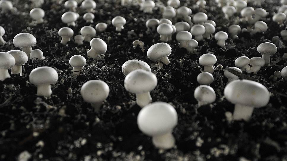 Планируется, что предприятие будет выпускать 12 тыс. тонн грибов в год