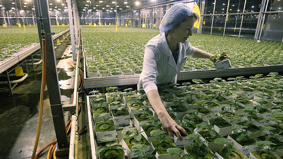 «Обской» будет выпускать около 8,5 тыс. т овощей в год, доля «Горкунова» на новосибирском рынке достигнет 80%