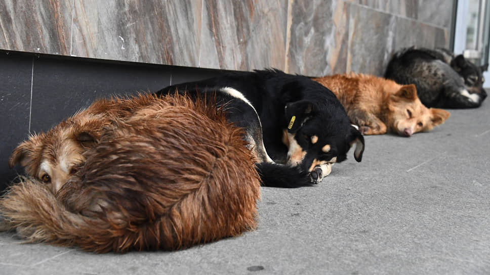 С начала 2024 года красноярцы пожаловались на опасных собак уже около 500 раз
