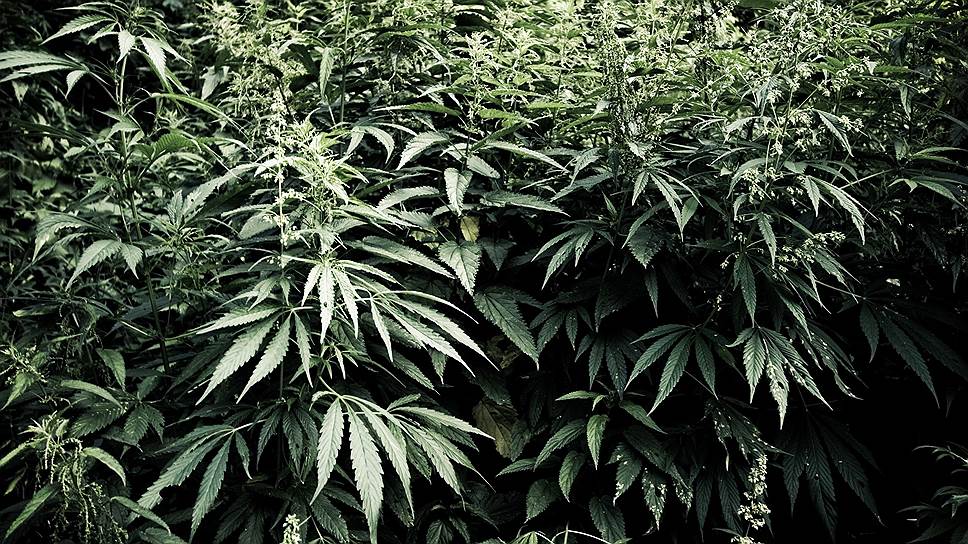 Марихуаны краснодар купить быстрый способ вывести марихуану организма
