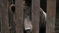 В Томской области зафиксировали «перенасыщение» медведями и дефицит глухарей