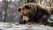 Красноярский заповедник «Столбы» закрыт для посещения из-за медведей
