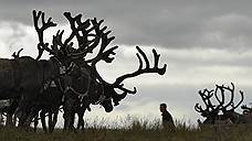 Карантин по бешенству оленей объявлен на севере Красноярского края