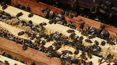 Фермеров на Алтае накажут за массовую гибель пчел