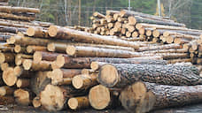 Томский лесничий незаконно выдал разрешение на заготовку ценных пород древесины