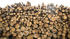В красноярской тайге незаконно вырублены деревья на 15 млн рублей