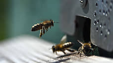 Полиция Кузбасса выясняет причины массовой гибели пчел