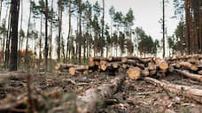 СКР возбудил уголовное дело из-за рубки древесины в томском заказнике