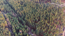 ФСИН хочет создать в Сибири исправительный центр лесовосстановления для осужденных