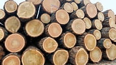 Объем экспорта сибирского леса в 2021 году вырос по стоимости на 19%