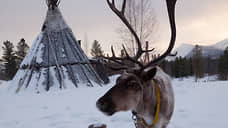 Минэкологии Красноярского края сообщило о «стремительном сокращении» численности дикого северного оленя