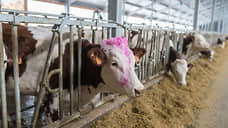 Коровники и зерносклады СХО «Заречье» в Кузбассе проданы в рамках банкротства