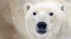 Московские ветеринары не могут вылететь из Норильска из-за непогоды, чтобы помочь белому медведю на Диксоне