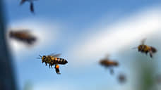 В 14 районах Алтайского края зафиксирована массовая гибель пчел