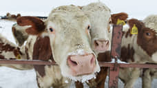 Производство молока на животноводческом комплексе «Эконивы» в Алтайском крае начнется летом