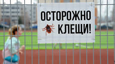 В Красноярском крае за неделю на 30% увеличилось число пострадавших от укусов клещей
