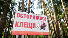 В Красноярском крае от укусов клещей за неделю пострадали более 200 человек