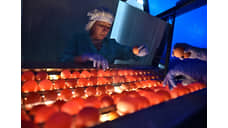 Соглашение о стабилизации цен на молоко и яйца подписали в Новосибирской области