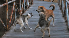 Закон об эвтаназии бездомных животных в Новосибирской области принят в I чтении