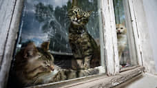 Суд запретил двум жительницам Новосибирска содержать почти 70 кошек в квартире