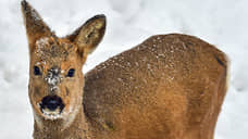 Сибирскую косулю не стали вычеркивать из томской Красной книги