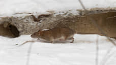 Власти отвели неделю на масштабную борьбу с крысами в Красноярске